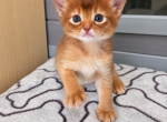 Somali Girl - Somali Kitten For Sale - Saint Petersburg&comma; FL&comma; US