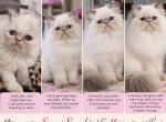 Ivy - Himalayan Kitten For Sale - NJ&comma; US