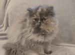 Harmony - Persian Kitten For Sale - 