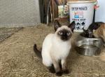 Bear - American Shorthair Kitten For Sale - Sugarcreek&comma; OH&comma; US