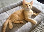 Sunny - American Shorthair Kitten For Sale - Cordova&comma; TN&comma; US