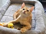 Sunny - American Shorthair Kitten For Sale - Cordova&comma; TN&comma; US