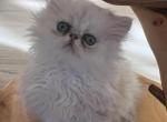 Silver Romeo - Persian Kitten For Sale - Chicago&comma; IL&comma; US
