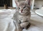 Bodi  Silver F2 Savannah Kitten - Savannah Kitten For Sale - Cherry Hill&comma; NJ&comma; US