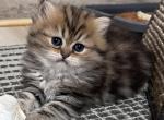 Persian Carly - Persian Kitten For Sale - Chicago&comma; IL&comma; US