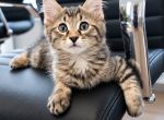 Percy - American Shorthair Kitten For Sale - Cordova&comma; TN&comma; US
