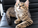 Percy - American Shorthair Kitten For Sale - Cordova&comma; TN&comma; US