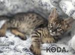 F4 SBT Savannah Nico - Savannah Kitten For Sale - Portland&comma; OR&comma; US