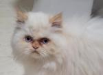 Butter - Himalayan Kitten For Sale - 