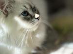 Dexter neva masquerade - Siberian Cat For Sale - 