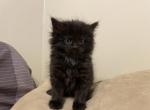 Millers - Maine Coon Kitten For Sale - Latrobe&comma; PA&comma; US