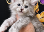 Celeste The Heavenly Litter - Maine Coon Kitten For Sale - Kingman&comma; AZ&comma; US