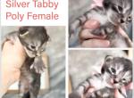 Time to Get Cozy Maine Coons - Maine Coon Kitten For Sale - TX&comma; US