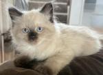 Male1 - Ragdoll Kitten For Sale - Syracuse&comma; NY&comma; US