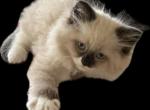 Male4 - Ragdoll Kitten For Sale - Syracuse&comma; NY&comma; US