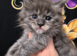 Nevaeh The Heavenly Litter - Maine Coon Kitten For Sale - 