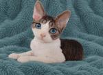 Devon Rex with dominant blue eyes - Devon Rex Kitten For Sale - Hollywood&comma; FL&comma; US