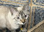 Marvel - Siamese Kitten For Adoption - Apple Valley&comma; MN&comma; US