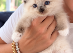 Snow - Ragdoll Kitten For Sale - Enfield&comma; CT&comma; US