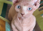 Cosmos - Sphynx Kitten For Sale - Bethlehem&comma; PA&comma; US