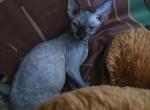 Grey - Sphynx Kitten For Sale - Holly Hill&comma; FL&comma; US