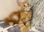 Onyx Lynx Rune Code - Maine Coon Kitten For Sale - Seattle&comma; WA&comma; US