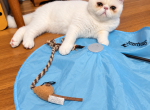 White male kitten - Exotic Kitten For Sale - Fort Loudon&comma; PA&comma; US
