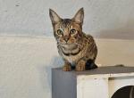 F4 Mr whitie - Savannah Kitten For Sale - Lakeland&comma; FL&comma; US