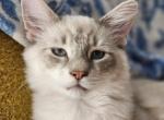 Simon of the Fairytales Litter - Ragdoll Kitten For Sale - Bell&comma; FL&comma; US