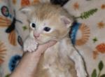 Aug 1st litter - Maine Coon Kitten For Sale - Middlefield&comma; OH&comma; US