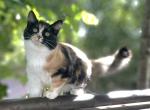 Sierra Nevada Kittens - Exotic Kitten For Sale - Portola&comma; CA&comma; US