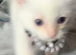 Pearl - Siamese Kitten For Sale - Laingsburg&comma; MI&comma; US