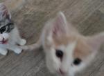 2 boys one orange blk&white 1orange blk white boy - Exotic Kitten For Sale - ATL&comma; GA&comma; US