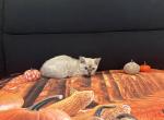 Sahara male snow - Bengal Kitten For Sale - 