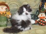 Flat Faced Black and White Bi Color female - Persian Kitten For Sale - 