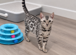 SLR Diamond Bengals - Bengal Kitten For Sale - Lakewood&comma; CO&comma; US