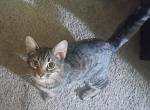Leo - American Shorthair Kitten For Sale - Phoenix&comma; AZ&comma; US