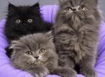 Blazing Sun Persians - Persian Kitten For Sale - Tucson&comma; AZ&comma; US