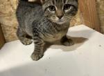 Tuna - Domestic Kitten For Sale - N Valley Stream&comma; NY&comma; US