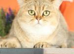 Glow - Scottish Straight Cat For Sale - 