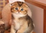 Eclair - Scottish Fold Kitten For Sale - Levittown&comma; PA&comma; US