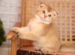 Brutto - Scottish Fold Kitten For Sale - Levittown&comma; PA&comma; US