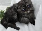 Blue babies - Munchkin Kitten For Sale - 