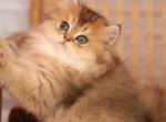 Brik - Scottish Straight Kitten For Sale - Levittown&comma; PA&comma; US
