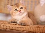 Boo - Scottish Straight Kitten For Sale - Levittown&comma; PA&comma; US