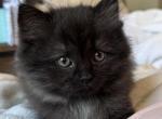 Black Male Perdoll - Persian Kitten For Sale - McKinney&comma; TX&comma; US