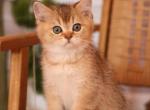 Buddy - Scottish Straight Kitten For Sale - Levittown&comma; PA&comma; US