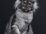 Sabrina - Maine Coon Kitten For Sale - NY&comma; US