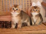Elf - Scottish Straight Kitten For Sale - Levittown&comma; PA&comma; US