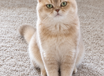 Lilac golden Pavel - British Shorthair Cat For Sale - 